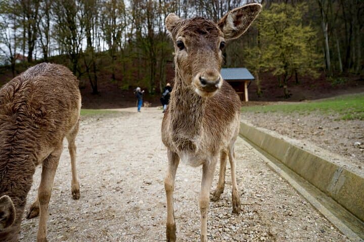 Olimje Deer Ridge & Tastings: Day Trip from Ljubljana photo 6
