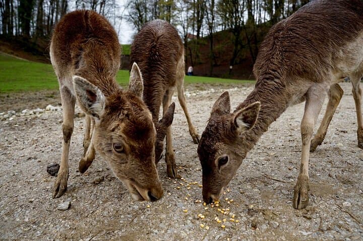 Olimje Deer Ridge & Tastings: Day Trip from Ljubljana photo 5