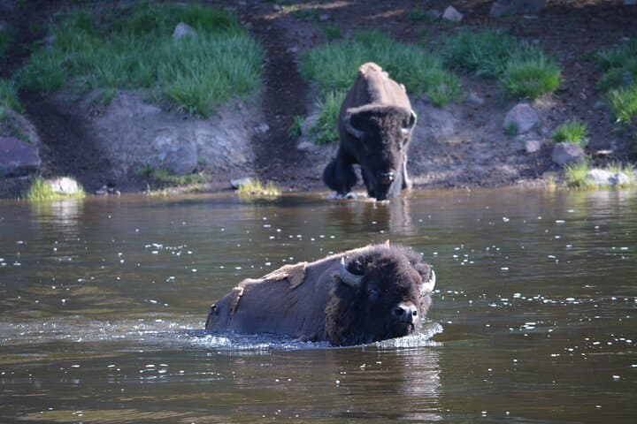 Experience Yellowstone’s Lamar Valley: A Full-Day Wildlife Hike Adventure