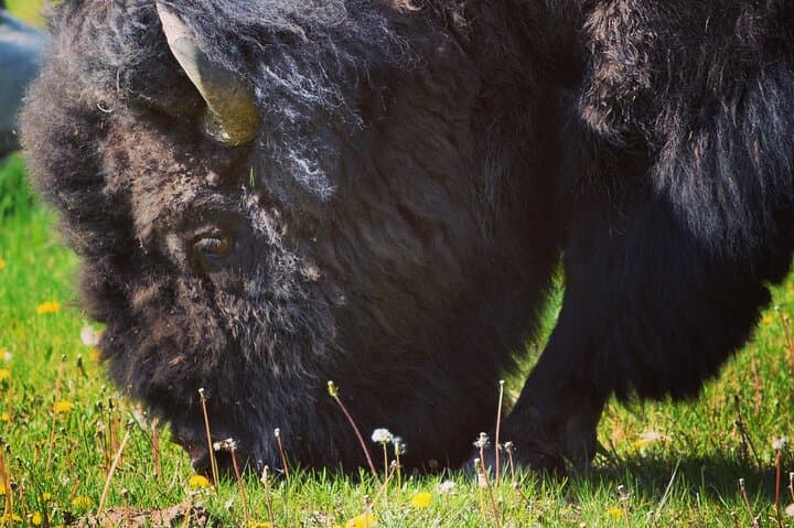 Experience Yellowstone’s Lamar Valley: A Full-Day Wildlife Hike Adventure photo 2