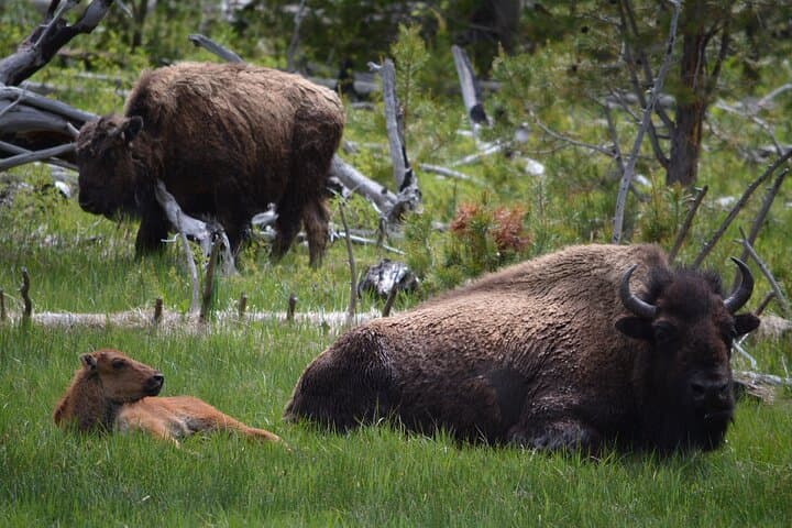 Experience Yellowstone’s Lamar Valley: A Full-Day Wildlife Hike Adventure photo 3