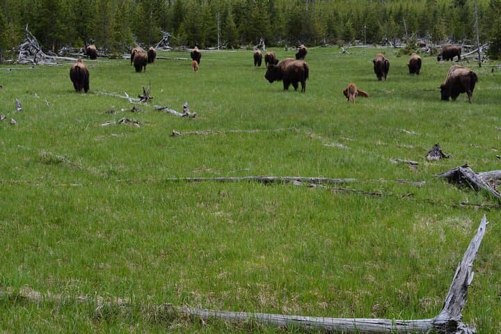Experience Yellowstone’s Lamar Valley: A Full-Day Wildlife Hike Adventure photo 4