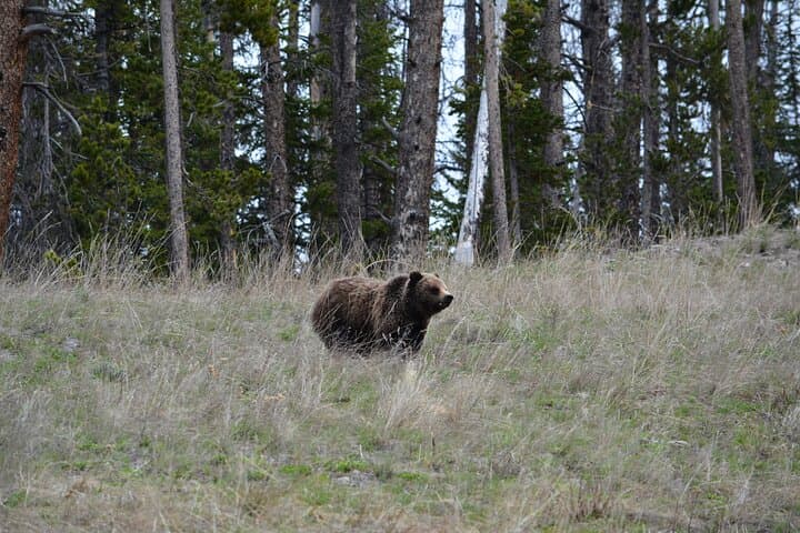 Experience Yellowstone’s Lamar Valley: A Full-Day Wildlife Hike Adventure photo 5