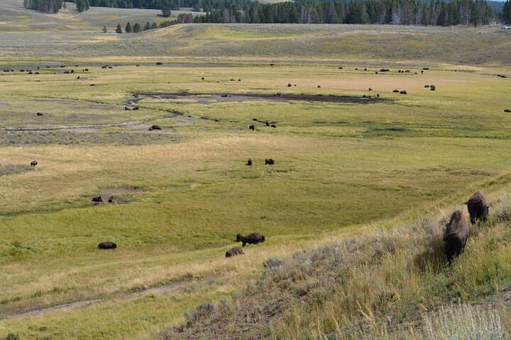 Experience Yellowstone’s Lamar Valley: A Full-Day Wildlife Hike Adventure photo 6
