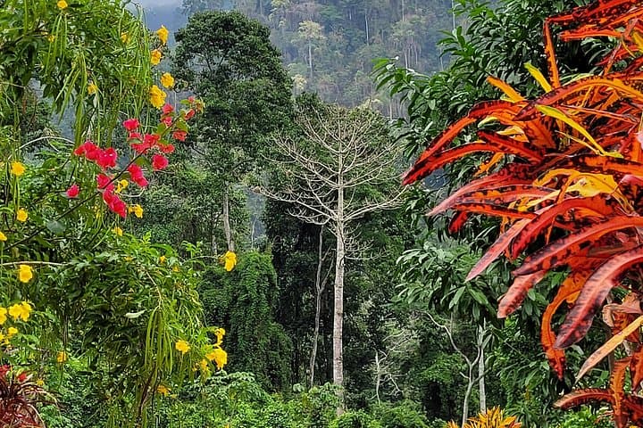 Into the Finca