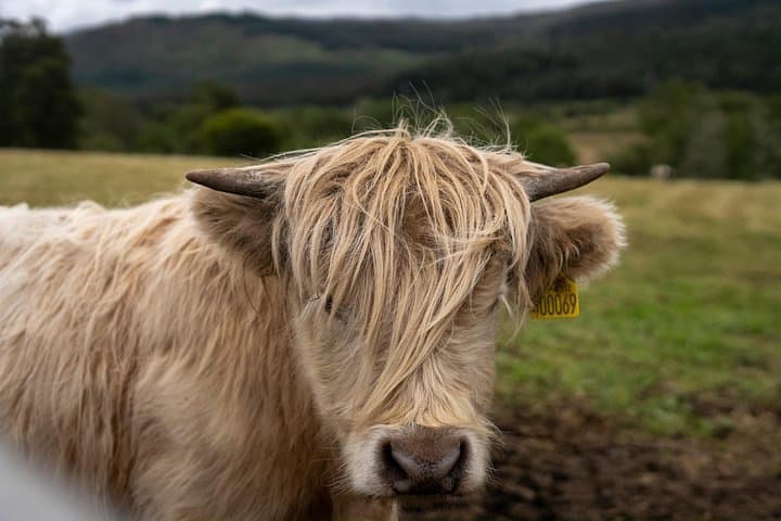 Highland Cow Hike in the Pentland Hills — Day Hike from Edinburgh