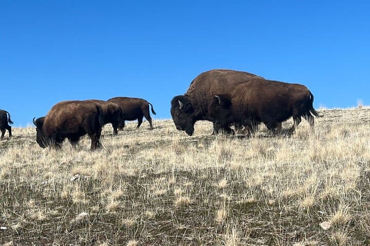 Exploring Antelope Island: Private Tour of Wildlife and Great Salt Lake Adventure photo 6