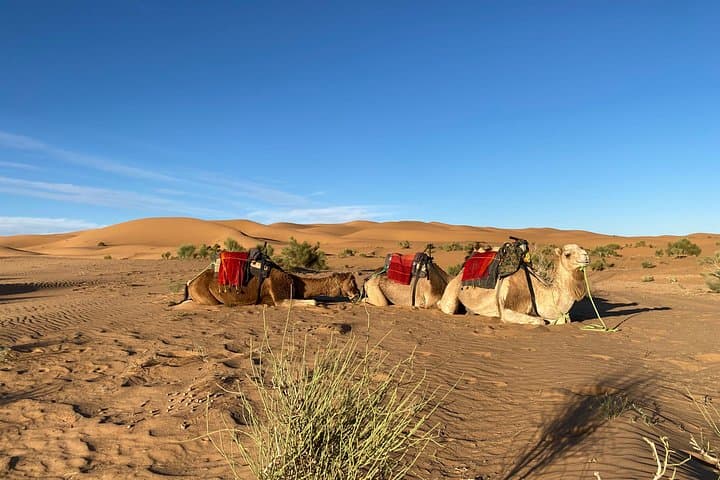 5-Day Morocco Highlights: Casablanca to Marrakech via Fes and Sahara photo 4
