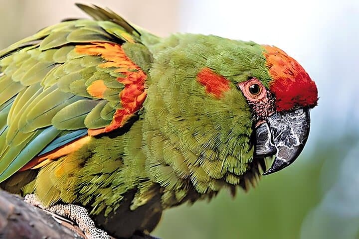 Monte Villca Hike from Sucre: Explore Quechua Trails and Birdwatching