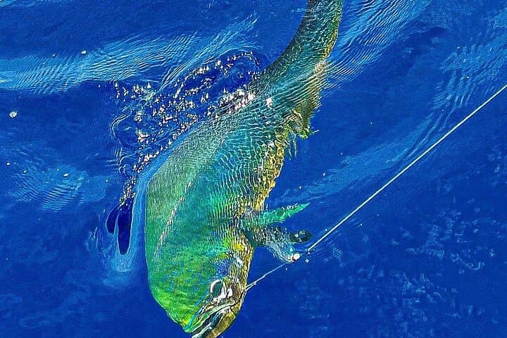 Half-Day Sport Fishing in Ballena Marine National Park, Costa Rica photo 3