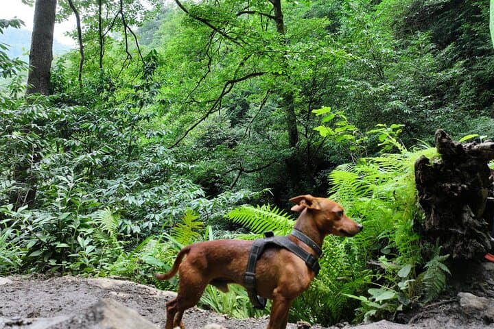 Hiking Mtirala National Park: Rainforest Trails, Waterfalls & Ajara Culture Near Batumi photo 4