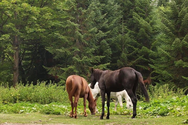 Hiking Mtirala National Park: Rainforest Trails, Waterfalls & Ajara Culture Near Batumi photo 5