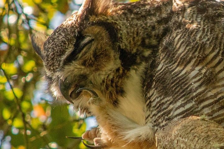 Twilight Wildlife Walk in Golden Gate Park — San Francisco Evening Nature Tour photo 3
