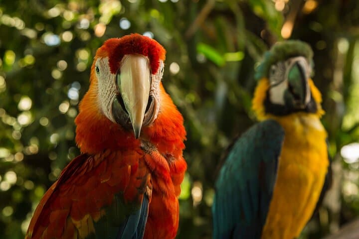 3-Day Posada Amazonas Classic Program: Tambopata Lodge, Canopy Tower & Wildlife photo 4