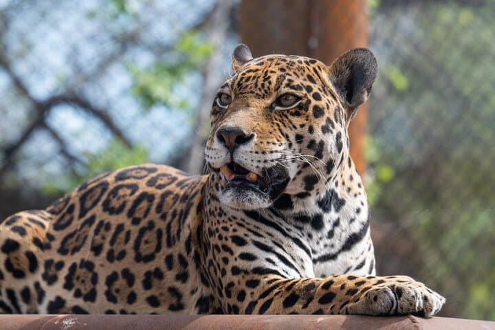 Explore Phoenix Zoo: One-Day Wild Adventure in Papago Park