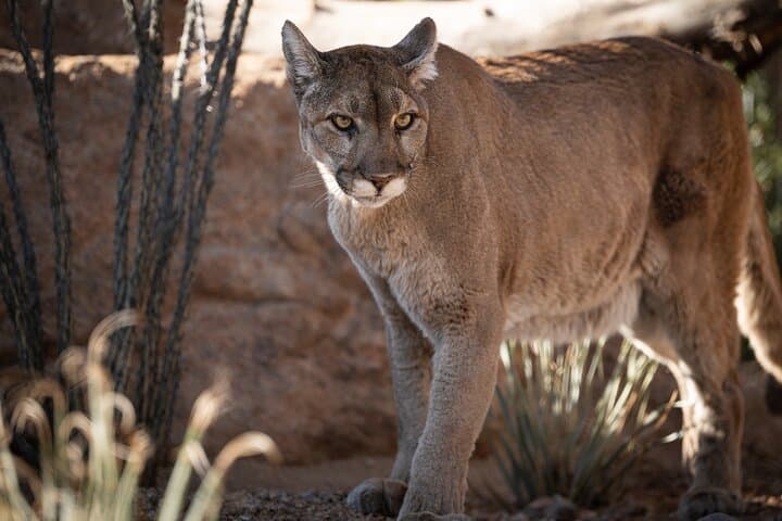 Explore Phoenix Zoo: One-Day Wild Adventure in Papago Park photo 2