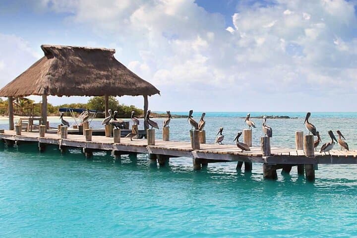 Isla Contoy Day Trip: Snorkel El Meco Reef and Birdwatching from Cancún photo 5