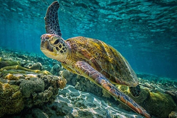 Isla Contoy Day Trip: Snorkel El Meco Reef and Birdwatching from Cancún photo 2