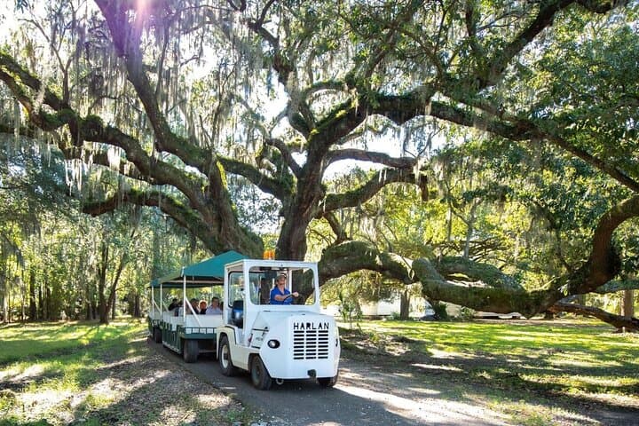 Discover Magnolia Plantation: A Historic Lowcountry Adventure near Charleston photo 3