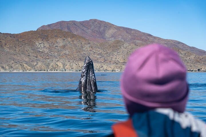 Small-Group Gray Whale Watching with Marine Biologist from La Paz photo 5
