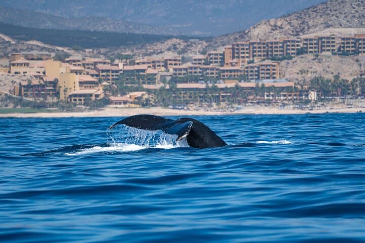 Private Humpback Whale Watching Tour from La Paz with Marine Biologist photo 4