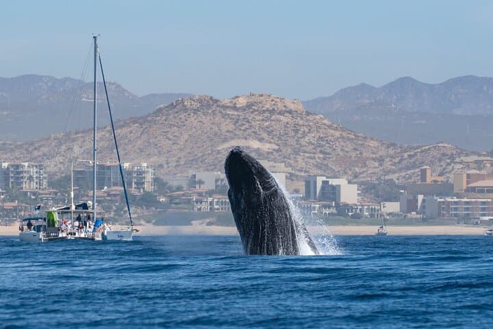 Private Humpback Whale Watching Tour from La Paz with Marine Biologist photo 2