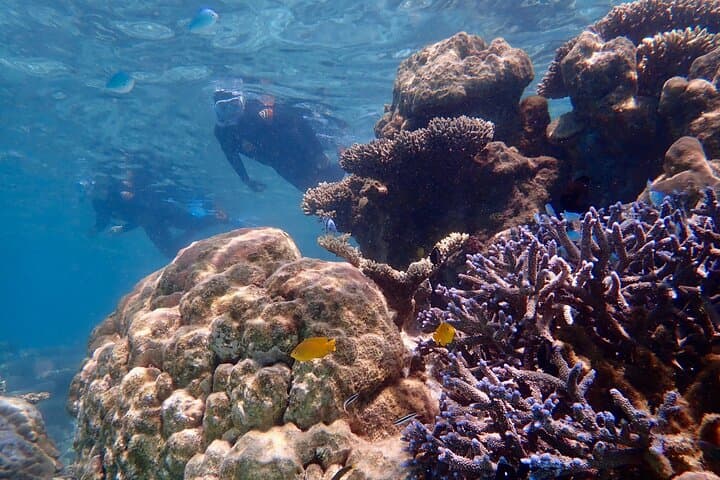 Lagoon Explorer: Ningaloo Reef Full-Day Kayak & Snorkel Adventure photo 5