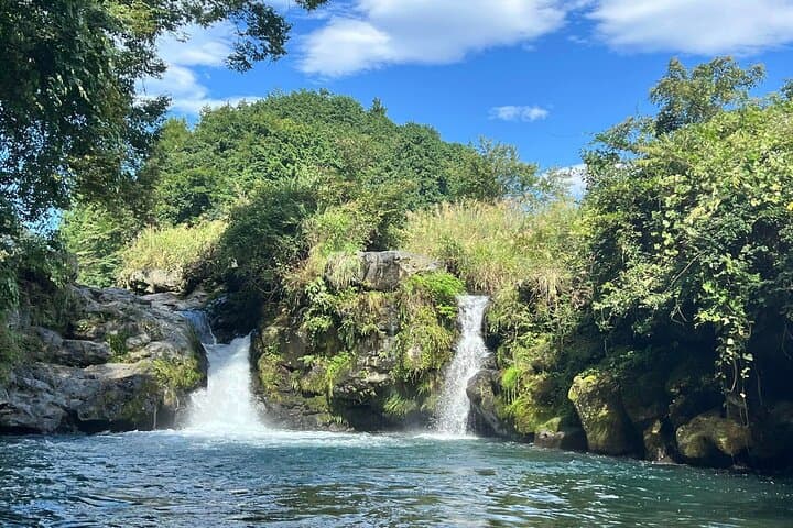Fuji Forest Trek: 4-Hour Guided Nature Walk from Shin-Fuji photo 3