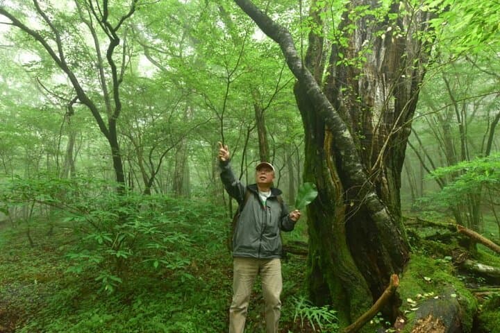 Fuji Forest Trek: 4-Hour Guided Nature Walk from Shin-Fuji photo 4