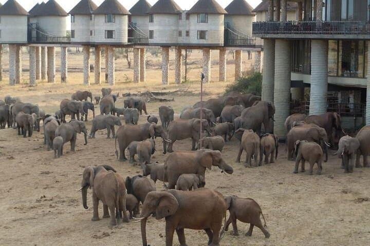 Salt Lick Lodge Safari from Diani: 2-Day Private Game Drive in Taita Hills photo 2