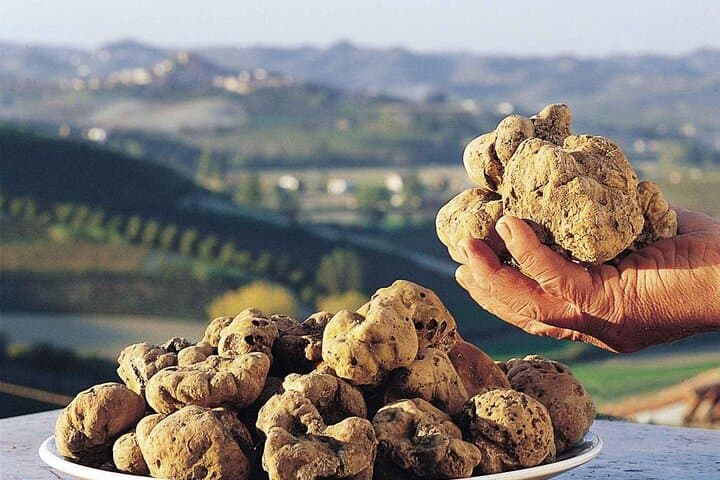 Tuscany Truffle Hunt from Rome — Val d'Orcia Truffle Search, Lunch & Wine Tasting photo 2