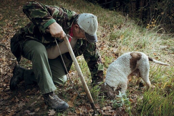 Tuscany Truffle Hunt from Rome — Val d'Orcia Truffle Search, Lunch & Wine Tasting photo 3