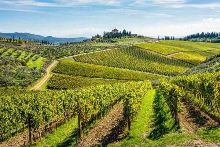 Tuscany Truffle Hunt from Rome — Val d'Orcia Truffle Search, Lunch & Wine Tasting photo 5