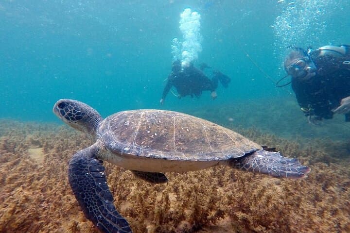 Dive Baptism at Arvoredo Island & Estaleiro — Intro Scuba, Snorkel & Boat Tour in Bombinhas