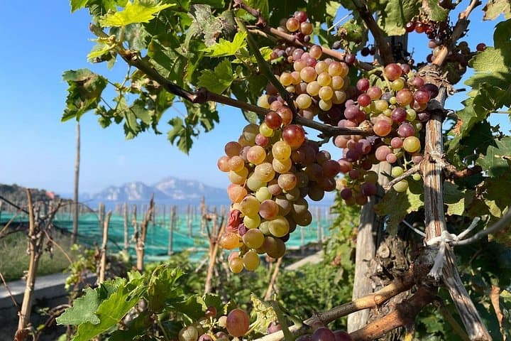 E-Bike the Sorrento Peninsula: Coastal Ride and Campanian Wine Tasting photo 1