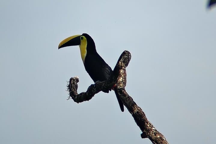 Full-Day Private Guide in Mindo: Waterfalls, Hummingbirds & Canopy Adventure photo 4