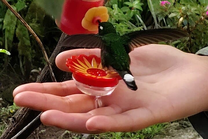 Full-Day Private Guide in Mindo: Waterfalls, Hummingbirds & Canopy Adventure photo 5