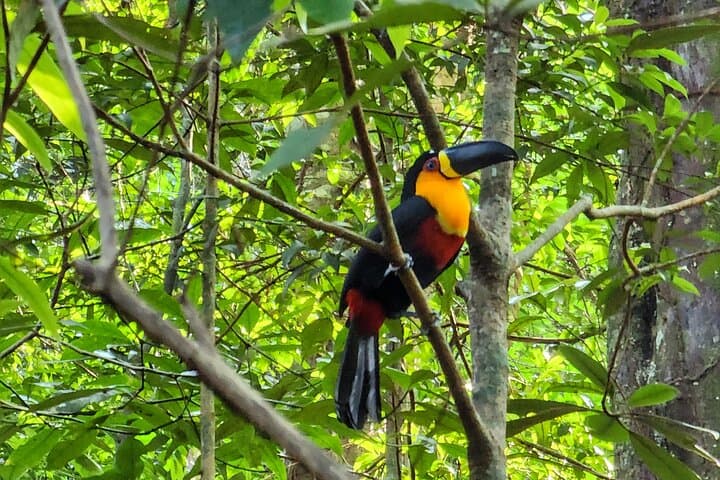 Tijuca Forest Hike: Peaks, Caves & Waterfalls in Rio de Janeiro photo 4