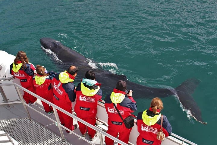 Whale Watching from Downtown Akureyri: Humpbacks of Eyjafjordur photo 1