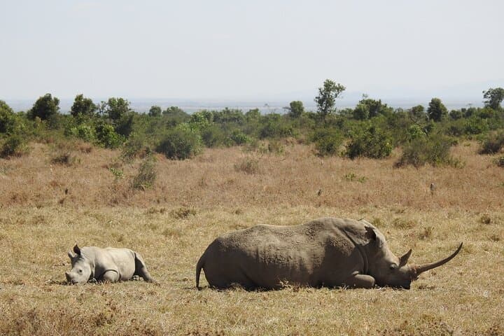 3-Night Great Migration Safari in the Maasai Mara: Wildlife, River Crossings & Maasai Culture photo 4