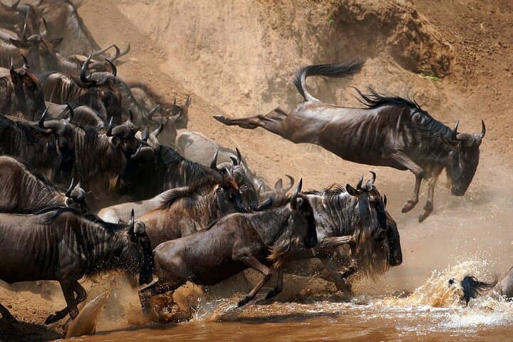 3-Night Great Migration Safari in the Maasai Mara: Wildlife, River Crossings & Maasai Culture