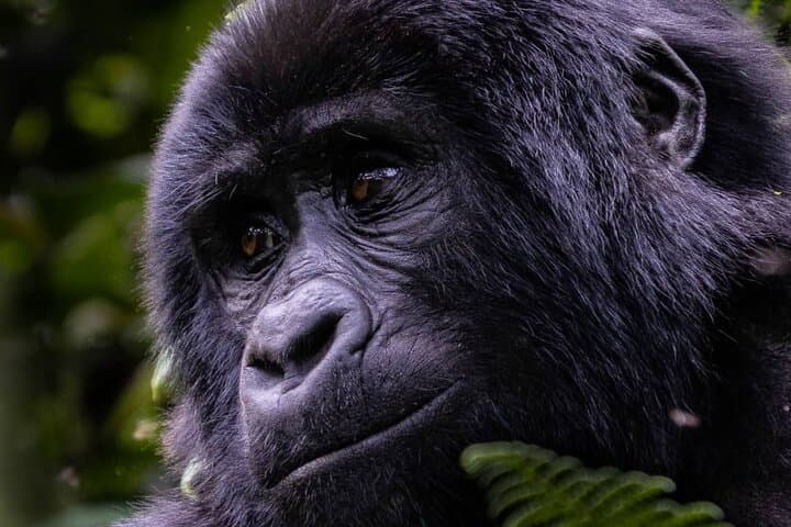 3-Day Gorilla Trekking in Bwindi Impenetrable National Park photo 4