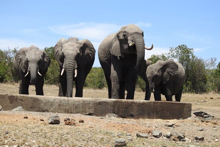 3-Night Great Migration Safari in the Maasai Mara: Wildlife, River Crossings & Maasai Culture photo 2