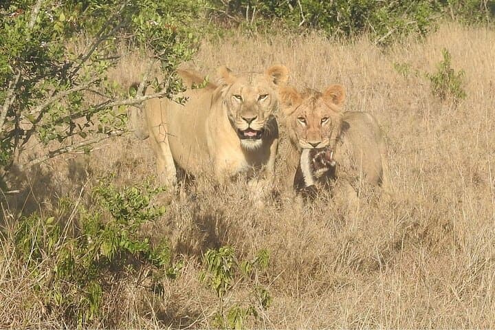 3-Night Great Migration Safari in the Maasai Mara: Wildlife, River Crossings & Maasai Culture photo 3