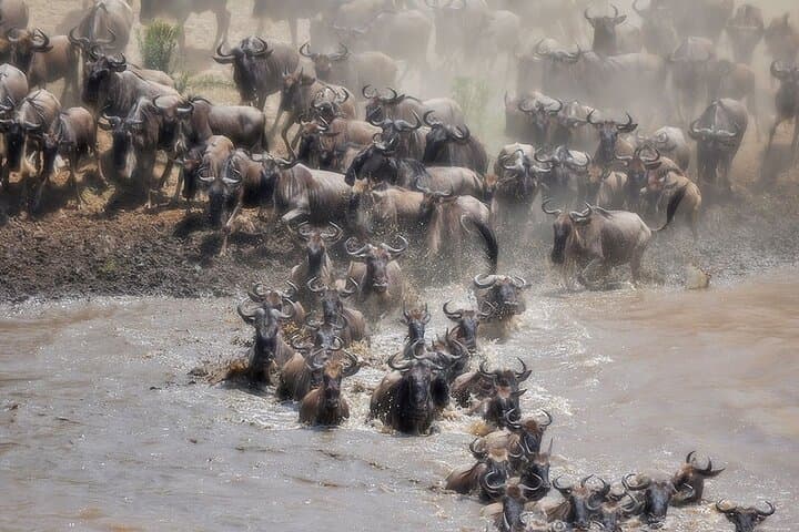 3-Night Great Migration Safari in the Maasai Mara: Wildlife, River Crossings & Maasai Culture photo 5