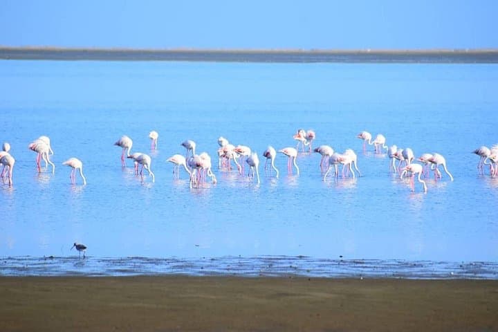 Sandwich Harbour Half-Day 4x4 Tour: Dunes, Pink Lake & Flamingos photo 2