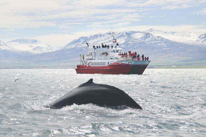 Whale Watching from Downtown Akureyri: Humpbacks of Eyjafjordur photo 4