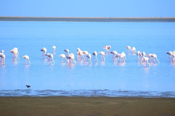 Sandwich Harbour Full-Day 4x4 Tour from Walvis Bay photo 3