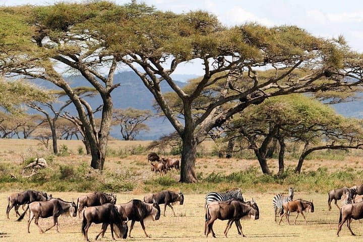 3-Day Maasai Mara Minivan Safari: Big Five, Wildebeest Migration & Maasai Village photo 3