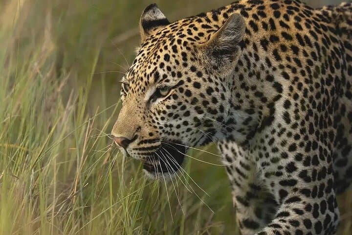 7-Day Private Rwanda Safari: Gorillas, Golden Monkeys & Akagera Game Drives